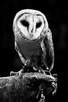 Birds of prey