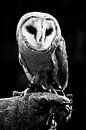 Birds of prey van Mees Tempelaar thumbnail