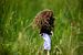 Junge Frau mit langen braunen Haaren im hohen Gras. von Margreet van Tricht
