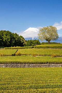 Idyllische theeplantage Obuchi met Fuji van Melanie Viola