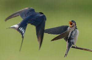 Boerenzwaluw voert de jonge zwaluw