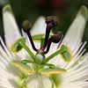Closeup of the heart of the Passion flower by W J Kok