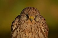 kestrel
