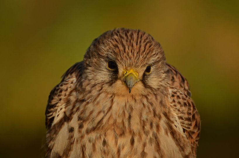 kestrel by Matthias Erkelens