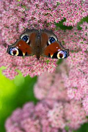 Day peacock on Sedum by Elbert-Jan Achterberg