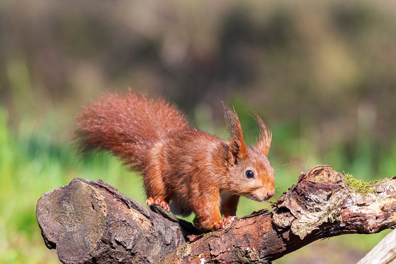Squirrel by Merijn Loch