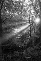 Forest Rays