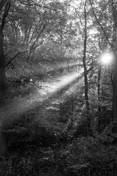 Forest Rays van Koen Boelrijk Photography