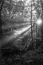Forest Rays van Koen Boelrijk Photography thumbnail
