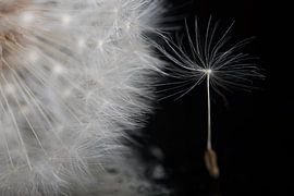 Ein flauschiger Ball hält sich eine Weile fest von Marjolijn van den Berg