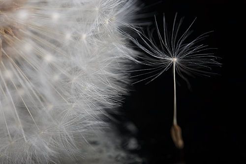 Een pluisje houdt de pluizenbol nog even vast