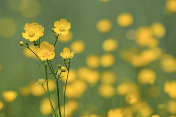 Gele boterbloem