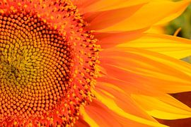 Sunflower by Thomas Jäger