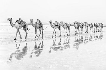 Kamalenkaravaan in de woestijn van Photolovers reisfotografie