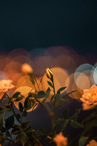 Bokeh Art