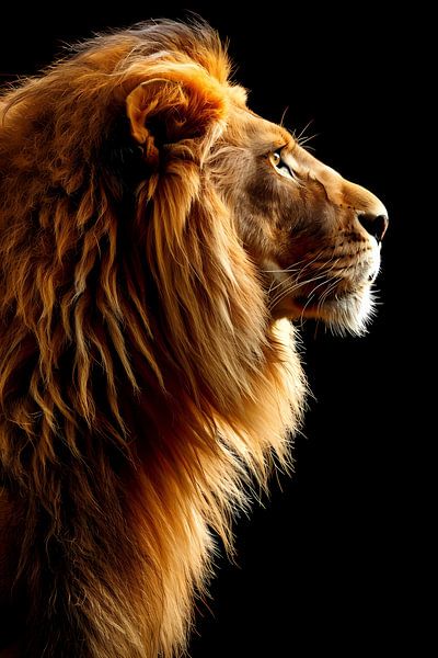 vision par Imperial Art House