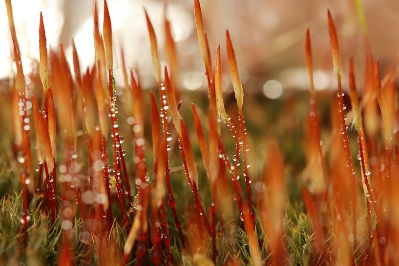 In the woods by Annet van Heijster