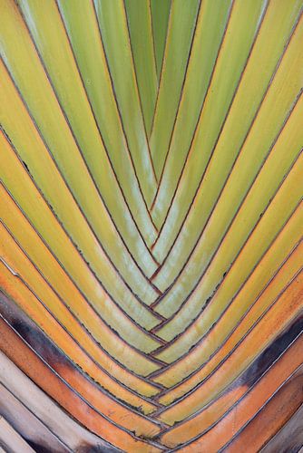 Rainbow in palm tree by Margot van den Berg