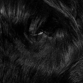Close-up of a Scottish Highland cow in black and white 1 by Jaap Tanis