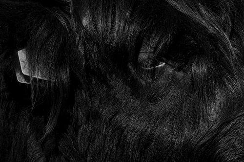 Close-up of a Scottish Highland cow in black and white 1