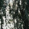 Morning sun through tree leaves by Sigrid Olschinski