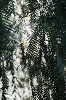 Morning sun through tree leaves