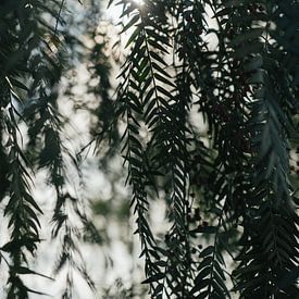 Morning sun through tree leaves by Sigrid Olschinski