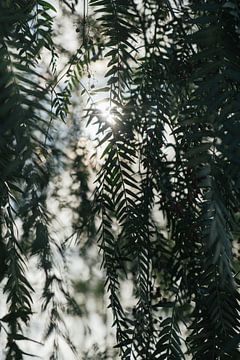 Morning sun through tree leaves