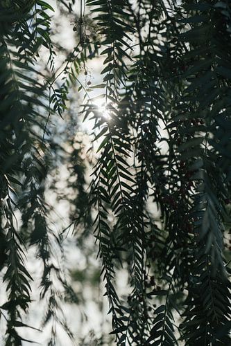 Morning sun through tree leaves by Sigrid Olschinski