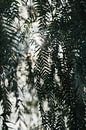 Morning sun through tree leaves by Sigrid Olschinski thumbnail