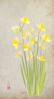 Narzissen und Zitronenfalter