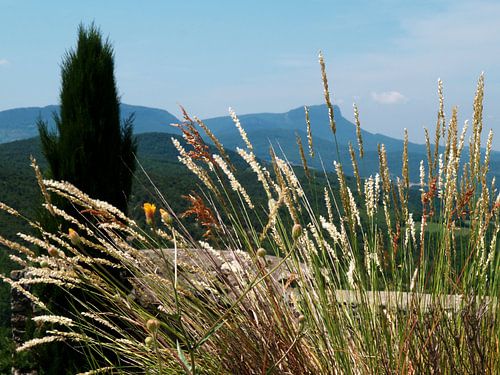 Graspluimen in Franslandschap