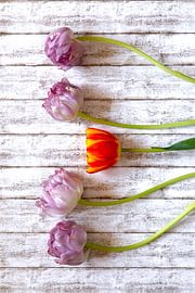 Tulpen von Thomas Jäger