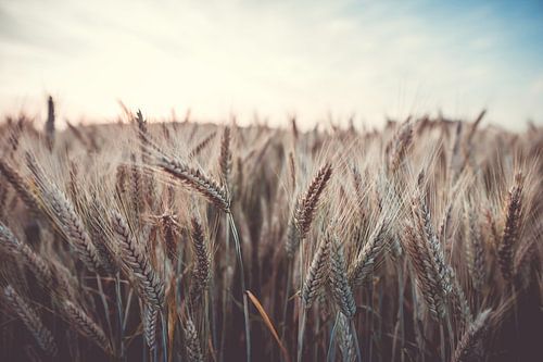 Korenveld in de zomer