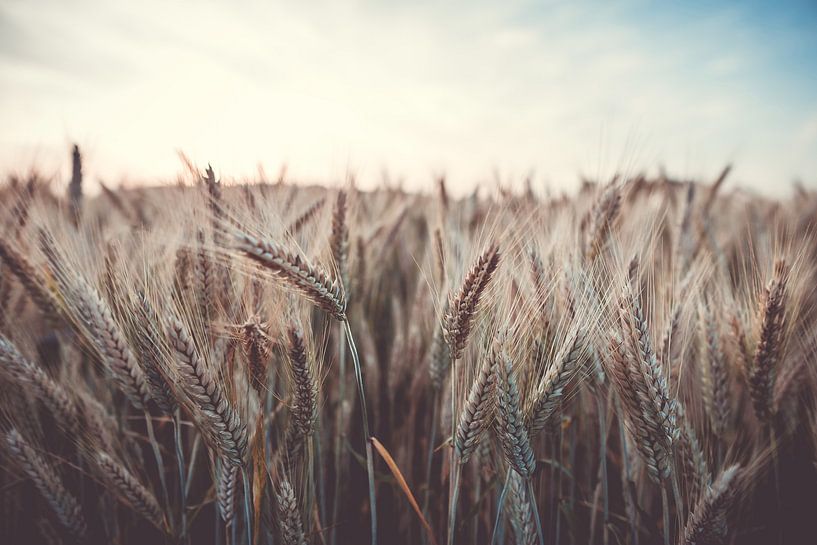 Cornfield in summer by Steffen Peters