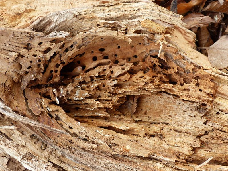 Stronk met insectegaatjes by Angelique Roelofs