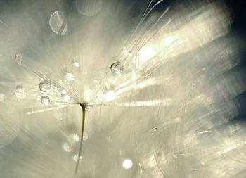  Fragile. Short duration. Short-lived. Non-durable. Ephemeral.