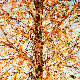 Autumn sonata by Ingrid de Vos - Boom