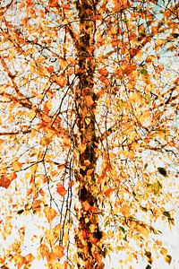 Herfstsonate