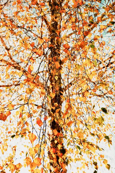 Herbstsonate von Ingrid de Vos - Boom