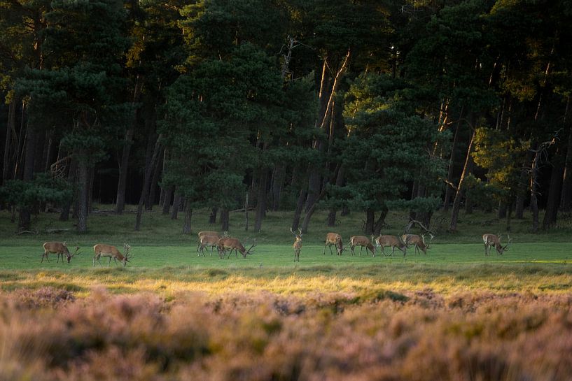A group of red deer at The Grove of Staf by Peter Kuipers