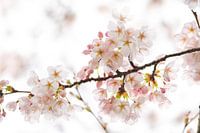 Blossom and bokeh