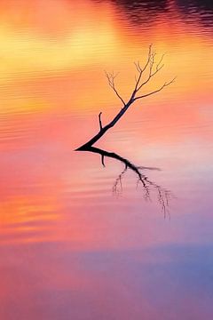 Branch reflects in colourful water by Art & Soul Creations