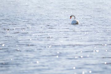 Swan in a lake with waves that sparkle by Evelien Oerlemans