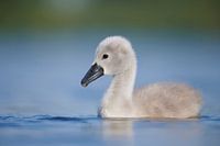 Donzy.com - Young swan against a light background.