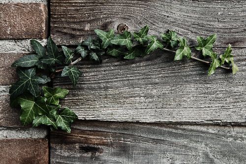 Le meilleur des deux, fait de l'homme et de la nature réunis en une seule photo.