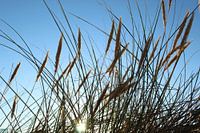 Grass in the sun