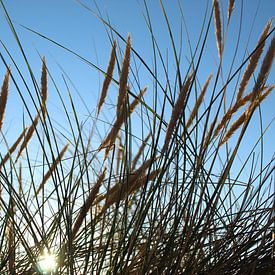 Gras in de zon van Gerando Sinke Hobbyfotografie