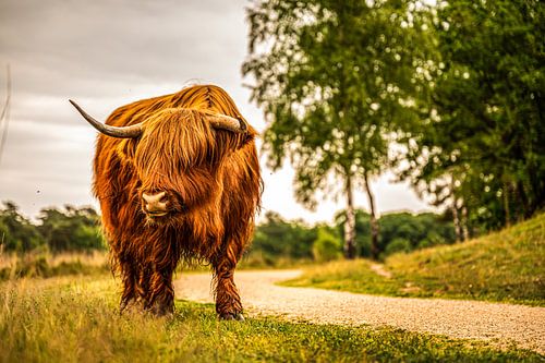 Scottish Highlander looks around calmly