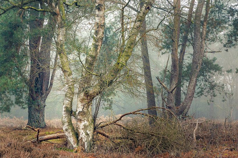 Birch in balance by Thijs Kupers